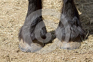 Horses Hooves