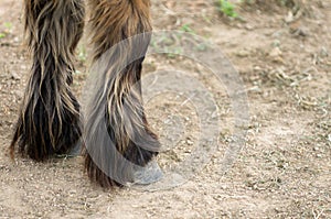 horses hooves and legs