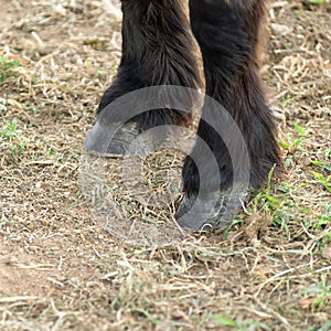 horses hooves and legs