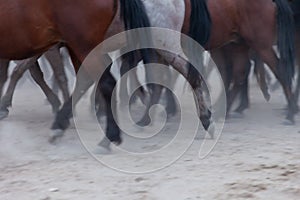 Horses hooves running in the dust