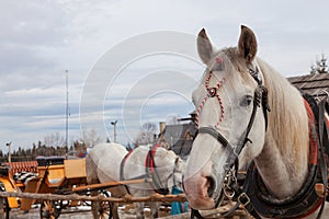 Horses with horse-drawn carriages