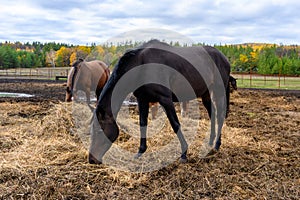 Horses at horse farm. Autumn ranch.