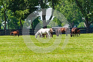 Horses at horse farm. Country landscape