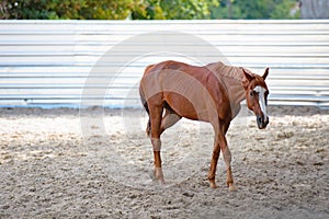 Horses at horse farm. Country summer landscape.