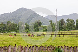 Horses at horse farm. Country summer landscape in altay mountains