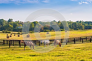 Horses at horse farm. Country summer landscape