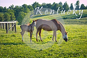 Horses at horse farm. Country summer landscape