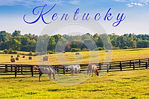 Horses at horse farm. Country summer landscape