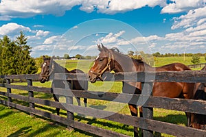 Horses at horse farm