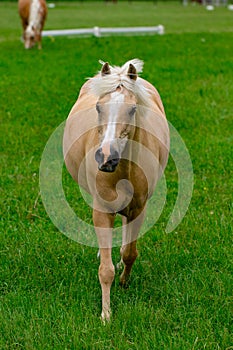 Horses at horse farm at golden hour. Country summer landscape