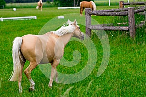 Horses at horse farm at golden hour. Country summer landscape