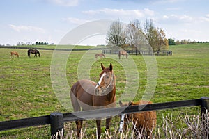 Horses at horse farm. Mares with foals on green pastures. Spring country landscape