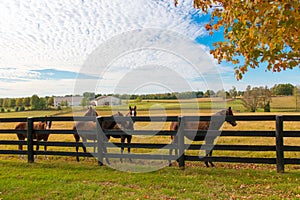 Horses at horsefarm. Autumn country landscape