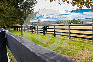 Horses at horsefarm. Autumn country landscape