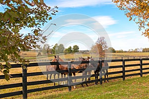 Horses at horsefarm. Autumn country landscape