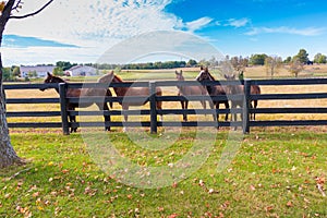 Horses at horsefarm. Autumn country landscape