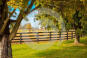 Horses at horsefarm. Country autumn landscape