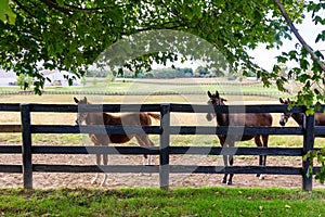 Horses at horsefarm. Country landscape