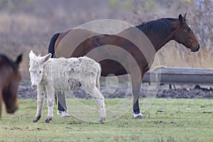 Horses in Hortobagy National Park, UNESCO World Heritage Site, Puszta is one of largest meadow and steppe ecosystems in Europe,