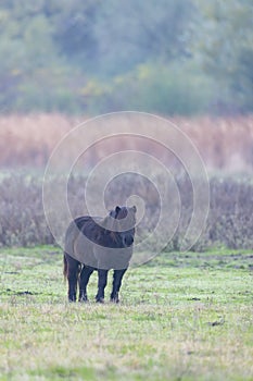 Horses in Hortobagy National Park, UNESCO World Heritage Site, Puszta is one of largest meadow and steppe ecosystems in Europe, photo