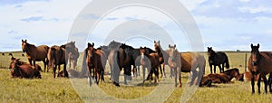 Horses in Hulunbuir steppe