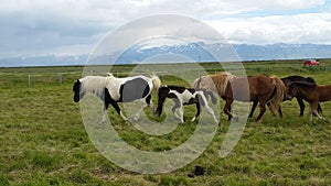 Horses Iceland