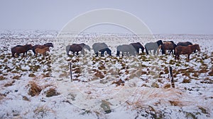 Horses in Iceland, cold snow and wind