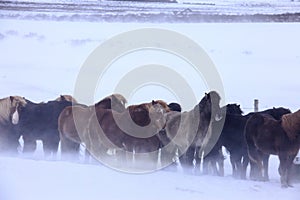 Horses in Iceland, cold snow and wind