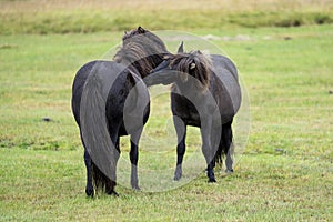 Horses in Iceland, Golden Circle