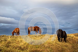 Horses in Iceland on a meadow