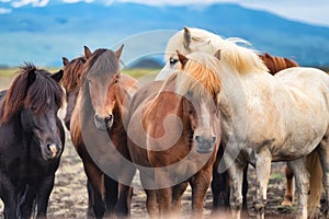 Horses in Iceland. Wild horses in a group. Horses on the Westfjord in Iceland. Composition with wild animals.