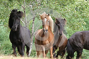 Icelandic horses photo