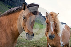 Horses on an Icelandic farm photo