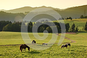 Horses and idyllic morning