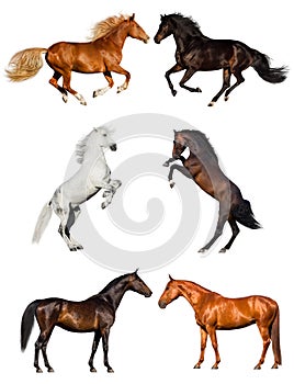 Horses isolated on white