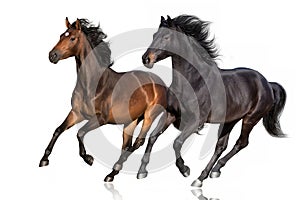 Horses isolated on white