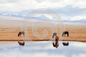 Horses by Kaidu River in Bayanbulak  in early Spring