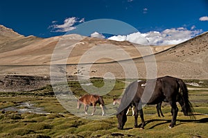 Horses in Karzok, Ladakh, India photo