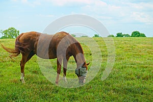 Horses on a Kentucky horse farm