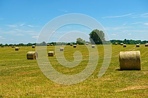 Horses on a Kentucky horse farm