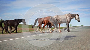 Horses of Khakassia photo