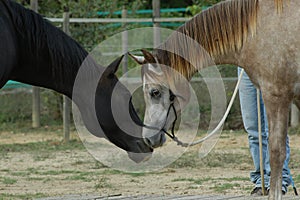 Horses and kiss