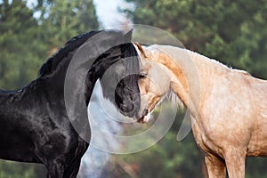Horses kiss