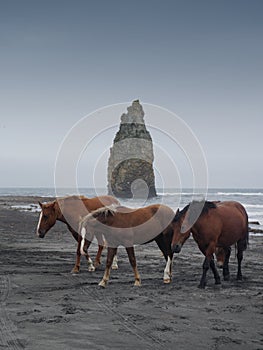 Horses on Kunashir island with Devil`s Finger on Background