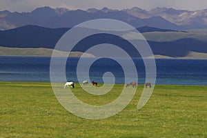 Horses in Kyrgyzstan near the Song Kol lake