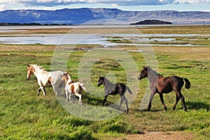 Horses on Lago argentino in El Calafate, Patagonia, Argentina