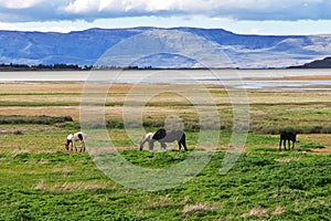 Horses on Lago argentino in El Calafate, Patagonia, Argentina