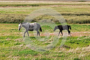 Horses on Lago argentino in El Calafate, Patagonia, Argentina