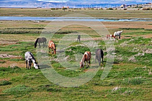 Horses on Lago argentino in El Calafate, Patagonia, Argentina