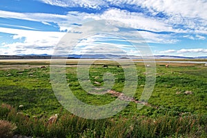 Horses on Lago argentino in El Calafate, Patagonia, Argentina